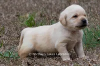 Kobe, a male Labrador Retriever for sale in Bowersville, GA – Photo 5 of 8