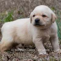 Kobe, a male Labrador Retriever for sale in Bowersville, GA – Photo 7 of 8