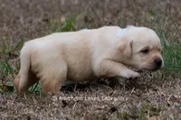 Kobe, a male Labrador Retriever for sale in Bowersville, GA – Photo 4 of 8