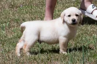 Kobe, a male Labrador Retriever for sale in Bowersville, GA – Photo 3 of 8