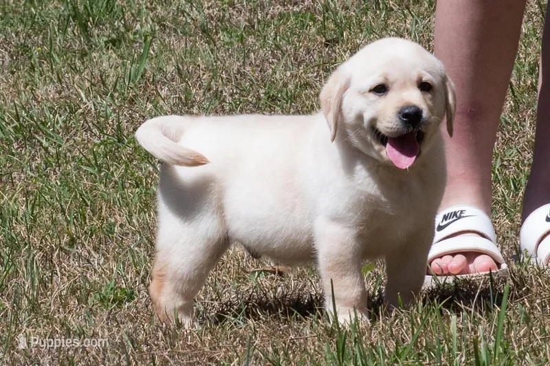 Kobe – Labrador Retriever puppy for sale in Bowersville, GA