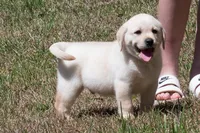 Kobe, a male Labrador Retriever for sale in Bowersville, GA – Photo 1 of 8