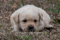 Kobe, a male Labrador Retriever for sale in Bowersville, GA – Photo 2 of 8