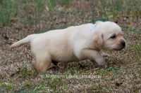Kobe, a male Labrador Retriever for sale in Bowersville, GA – Photo 8 of 8