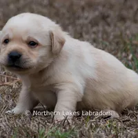 Kobe, a male Labrador Retriever for sale in Bowersville, GA – Photo 5 of 8
