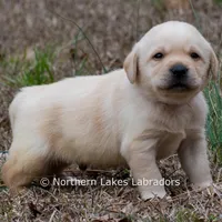 Kobe, a male Labrador Retriever for sale in Bowersville, GA – Photo 4 of 8