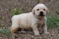 Kobe, a male Labrador Retriever for sale in Bowersville, GA – Photo 1 of 8