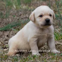 Kobe, a male Labrador Retriever for sale in Bowersville, GA – Photo 8 of 8