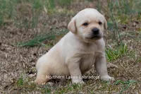 Kobe, a male Labrador Retriever for sale in Bowersville, GA – Photo 7 of 8