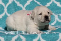 EllieAnna, a female Labrador Retriever for sale in Bowersville, GA – Photo 1 of 4