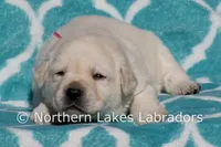 EllieAnna, a female Labrador Retriever for sale in Bowersville, GA – Photo 4 of 4