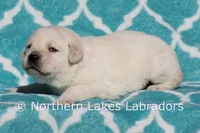 EllieAnna, a female Labrador Retriever for sale in Bowersville, GA – Photo 3 of 4