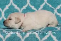 EllieAnna, a female Labrador Retriever for sale in Bowersville, GA – Photo 2 of 4