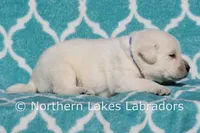 processed/4dbf1fb5-0dfe-4228-93f4-cfac9f049294/listing/e51ff22c-a210-46f1-9055-ea918eb62a9d/0fee5ddb-37c0-49a5-b64a-fc6a76d730da