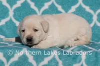 Enzo, a male Labrador Retriever for sale in Bowersville, GA – Photo 3 of 4