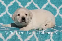 Enzo, a male Labrador Retriever for sale in Bowersville, GA – Photo 2 of 4