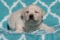 Enzo, a male Labrador Retriever for sale in Bowersville, GA – Photo 1 of 4