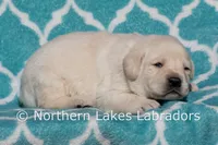 Enzo, a male Labrador Retriever for sale in Bowersville, GA – Photo 4 of 4