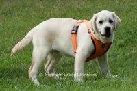 Londyn, a female Labrador Retriever for sale in Bowersville, GA – 4 of 7