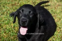 Ethan, a male Labrador Retriever for sale in Bowersville, GA – 6 of 9
