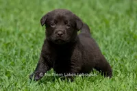 Elijah, a male Labrador Retriever for sale in Bowersville, GA – 5 of 5