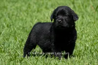 Edward, a male Labrador Retriever for sale in Bowersville, GA – 3 of 5