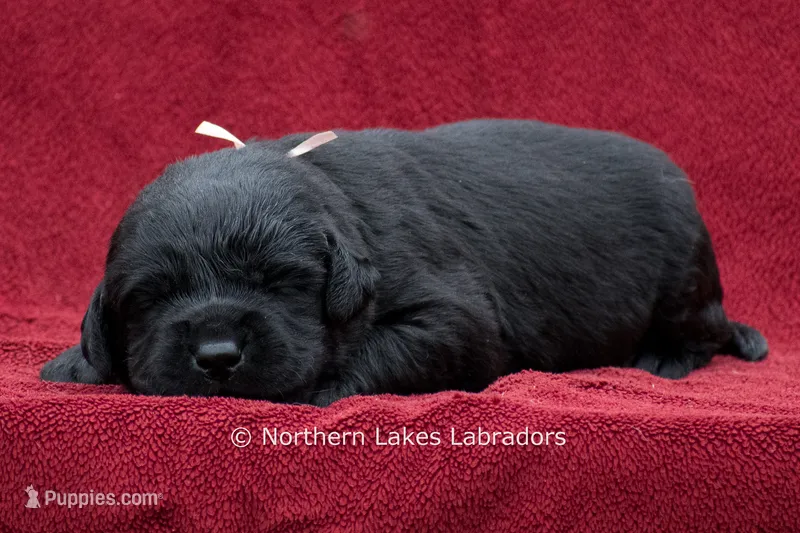 Nellie – Labrador Retriever puppy for sale in Bowersville, GA