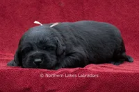 Nellie, a female Labrador Retriever for sale in Bowersville, GA – 1 of 3