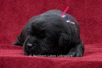 Nelson, a male Labrador Retriever for sale in Bowersville, GA – 4 of 4
