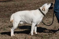 Oak, a male Labrador Retriever for sale in Bowersville, GA – 9 of 9