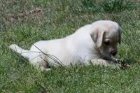 Konner, a male Labrador Retriever for sale in Bowersville, GA – Photo 4 of 9