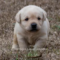 Konner, a male Labrador Retriever for sale in Bowersville, GA – Photo 8 of 9