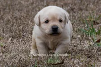 Konner, a male Labrador Retriever for sale in Bowersville, GA – Photo 7 of 8