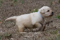 Konner, a male Labrador Retriever for sale in Bowersville, GA – Photo 6 of 8