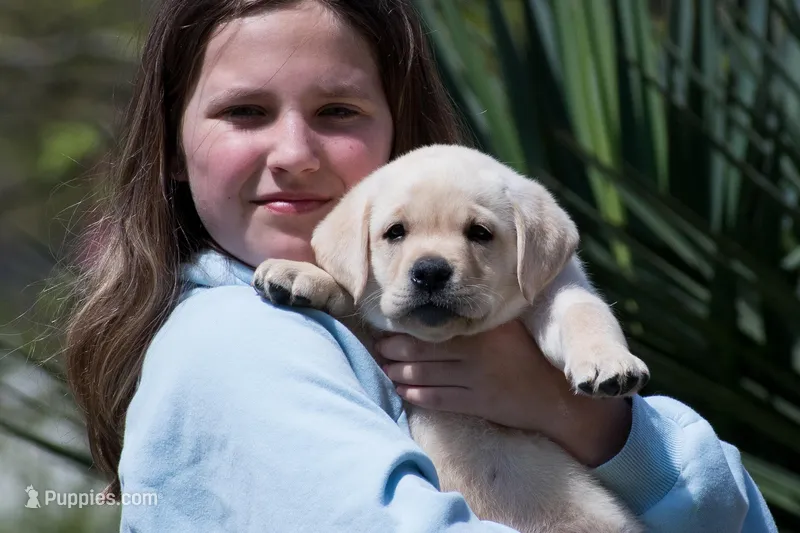 Konner – Labrador Retriever puppy for sale in Bowersville, GA