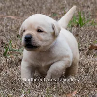 Konner, a male Labrador Retriever for sale in Bowersville, GA – Photo 9 of 9