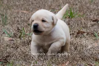 Konner, a male Labrador Retriever for sale in Bowersville, GA – Photo 8 of 8
