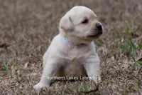 Konner, a male Labrador Retriever for sale in Bowersville, GA – Photo 2 of 8