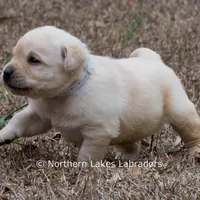 Konner, a male Labrador Retriever for sale in Bowersville, GA – Photo 7 of 9
