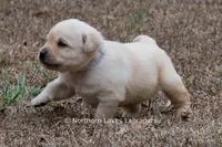 Konner, a male Labrador Retriever for sale in Bowersville, GA – Photo 5 of 8