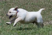 Konner, a male Labrador Retriever for sale in Bowersville, GA – Photo 3 of 9