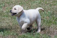 Konner, a male Labrador Retriever for sale in Bowersville, GA – Photo 2 of 9