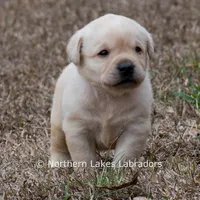 Konner, a male Labrador Retriever for sale in Bowersville, GA – Photo 5 of 9