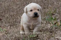 Konner, a male Labrador Retriever for sale in Bowersville, GA – Photo 1 of 8