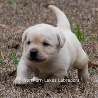Konner, a male Labrador Retriever for sale in Bowersville, GA – Photo 6 of 9