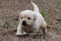 Konner, a male Labrador Retriever for sale in Bowersville, GA – Photo 3 of 8