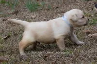 Konner, a male Labrador Retriever for sale in Bowersville, GA – Photo 4 of 8