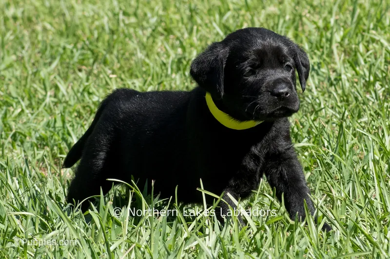 Pearl – Labrador Retriever puppy for sale in Bowersville, GA