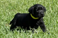 Pearl, a female Labrador Retriever for sale in Bowersville, GA – 1 of 6