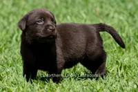 Eloise, a female Labrador Retriever for sale in Bowersville, GA – 4 of 5